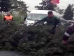İSTANBUL'DA FIRTINA AĞAÇLARI DEVİRDİ