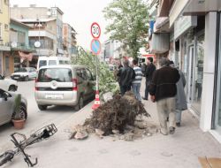Fırtınanın Ağacı Kökünden Söküp Yıkması Güvenlik Kamerasında