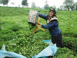 Bakan Yazıcı'dan Önemli Açıklama