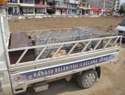 Köpeklerin Saldırısına Uğrayan Kadın Yaralandı