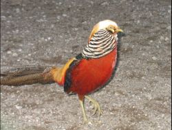 Avcılar Doğaya Sülün Bıraktı