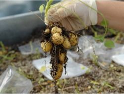 Tübitak'a En Çok Tarımdan Proje Geldi