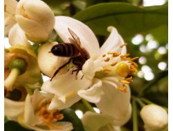 Nisan Yağmuru Yaradı, Portakallar Çiçek Açtı