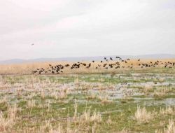 Eber Gölü'nün Etrafındaki Tesisler Denetimden Geçti