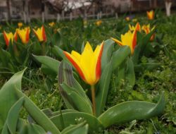 Sincan, Lale Günleri'ne Hazırlanıyor!