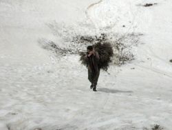 Yem Sıkıntısı Çeken Köylüler Hayvanlarına Saman Yerine Gever Otu Veriyor