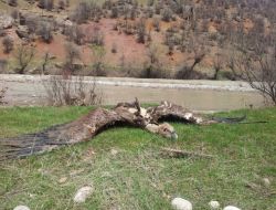 Yüksek Gerilem Hattına Takılan Akbaba Telef Oldu