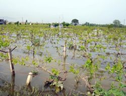 Baraj Açılınca Gediz Ve Nif Taştı..