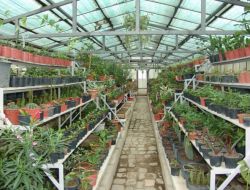 Kocasinan Belediyesi 2 Serada 300 Bin Çiçek Yetiştirdi