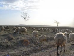 Cihanbeyli'de Kuraklık Hayvan Üreticilerini Vurdu
