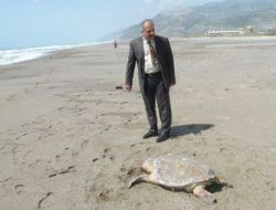 İki Deniz Kaplumbağası Sahilde Ölü Bulundu
