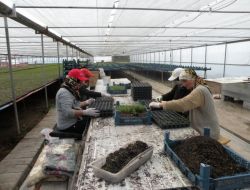 Fideler Dikime Hazır