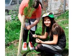 Bursagaz, 13 Okulu Ağaçlandıracak
