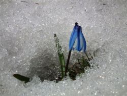 Sarıkamış’ta Kardelenler Açtı