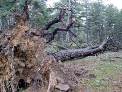 Fırtına Ormanları Vurdu, 15 Bin Ağaç Devrildi