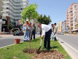 Antalya'da Caddelere Halkın Talebiyle Narenciye Ağacı Dikiliyor
