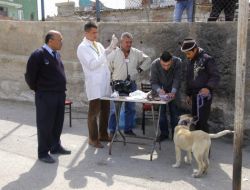 Mamak Belediyesi’nden Evcil Hayvanlara Ücretsiz Kuduz Aşısı