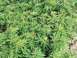 Tonlarca marihuana bulundu!