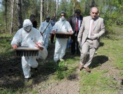 Çam Kese Böceğiyle Mücadele İçin 5 Bin Terminatör Böcek Ormana Bırakıldı