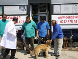 Belediye Ekipleri Sokak Hayvanlarını Kısırlaştırıp Aşılıyor