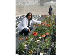 Ters Lale Türleri Erzincan’da Islah Ediliyor