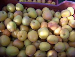 Mut'ta Sezonun İlk Kayısı Hasadı Yapıldı