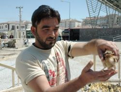 Tavuk Pazarında Satışa Çıkarılan 4 Ayaklı Civciv İlgi Odağı Oldu