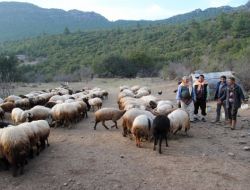 30 Bin Koyun Tatarcık Hastalığına Karşı Aşılandı