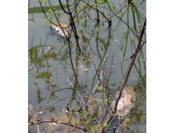 İzmir'e İçme Suyu Sağlayan Tahtalı Barajı'ndaki Balık Ölümleri Korkuttu