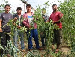 Ürün Alamadıkları Bozuk Domates Fidelerini Söktüler