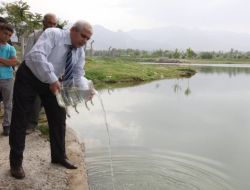 Denizli’de Sivrisinekle Balıklı Mücadele Yapılıyor