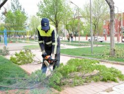 Budanan Ağaç Dalları İhtiyaç Sahiplerine Veriliyor