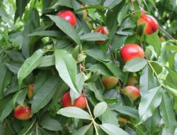 Örtü Altı Nektarinde İlk Hasat Yapıldı, Üretici Memnun