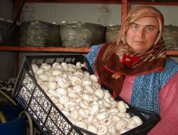 Üreticiler, Mantarın Tarım Ürünleri Ararsına Alınması İçin Ankara'ya Gidecek