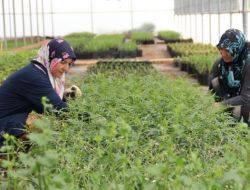 Döşemealtı Belediyesi Serasında Ürettiği Süs Bitkilerini Toprakla Buluşturuyor