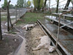 Yozgat’ta Sel Suları 10 Bin Dekar Ekili Tarım Alanına Zarar Verdi