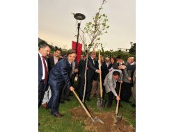 Yıldırım’da Erguvan Çiçekleri Açtı