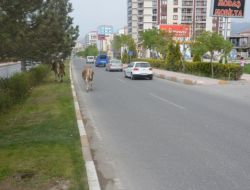 Sürücülerin Zor Anları