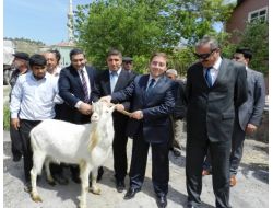 Nallıhan’da Köylülere Saanen Keçisi Dağıtıldı