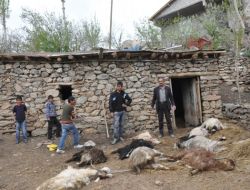 Başıboş Köpekler 10 Keçiyi Telef Etti İddiası