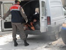 Sürücü Kursunda At Eti Ele Geçirildi!