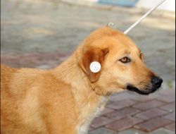 Aydın Belediyesi Sokak Hayvanlarını Kısırlaştırma Aşılama Yapıyor