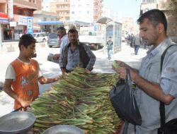 Doğu'nun 'Yayla Muzu'na Büyük Rağbet Var