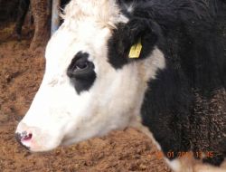 10 Milyon Liralık Vurgun İddiası