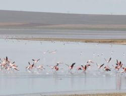 Allı Turnaların Meskeni Düden Gölü, Kuruma Tehlikesiyle Karşı Karşıya