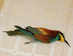 Arı Kuşunun Ayağında ‘israil Tel Aviv’ Yazılı Demir Halka Buldular