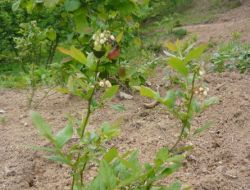 Ereğli'de Yaban Mersini Yetiştiriciliği Yaygınlaştırılacak