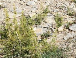 Erciyes’e Atılan Sedir Tohumlarının Filizleri 30 Santimetreye Ulaştı