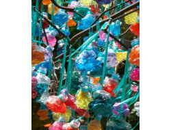 AĞAÇ, PET ŞİŞE AÇTI!