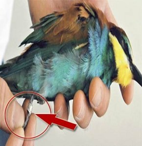 Gaziantep'i ayağa kaldıran kuş!